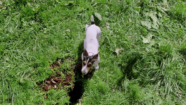 Video Reference: Plant, Plant community, Dog, Dog breed, Carnivore, Vegetation, Fawn, Grass, Groundcover, Terrestrial animal