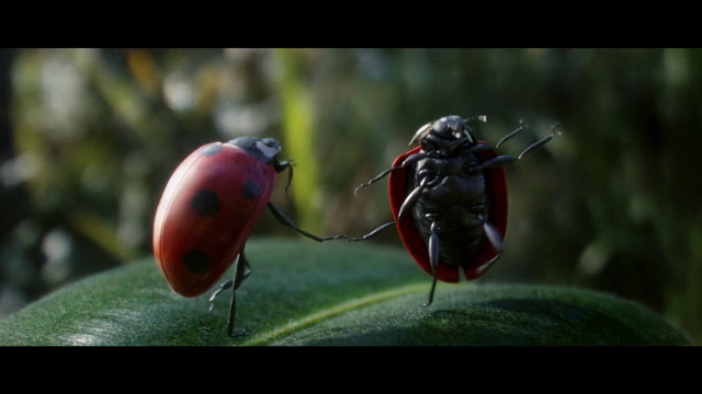 Video Reference: Insect, Arthropod, Pollinator, Plant, Terrestrial plant, Adaptation, Pest, Parasite, Membrane-winged insect, Dragonflies and damseflies