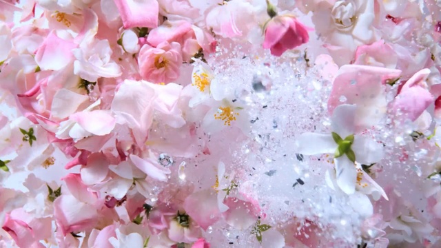 Video Reference: Flower, Plant, Petal, Pink, Terrestrial plant, Groundcover, Blossom, Flowering plant, Close-up, Magenta