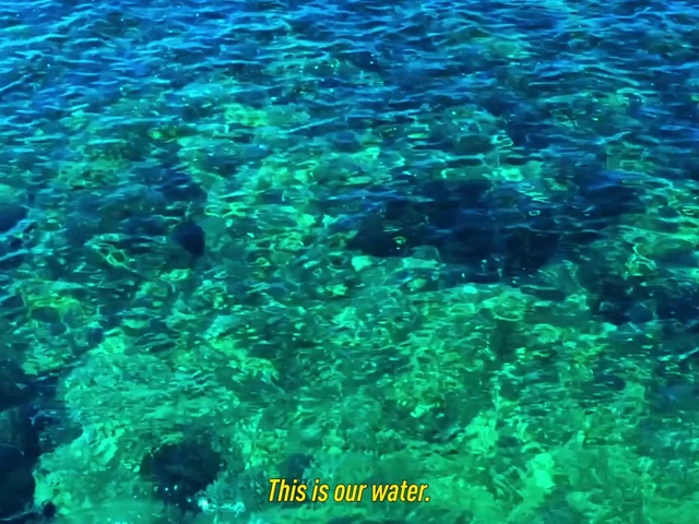 Video Reference: Water, Vertebrate, Fluid, Organism, Coastal and oceanic landforms, Underwater, Aqua, Liquid, Natural material, Coral