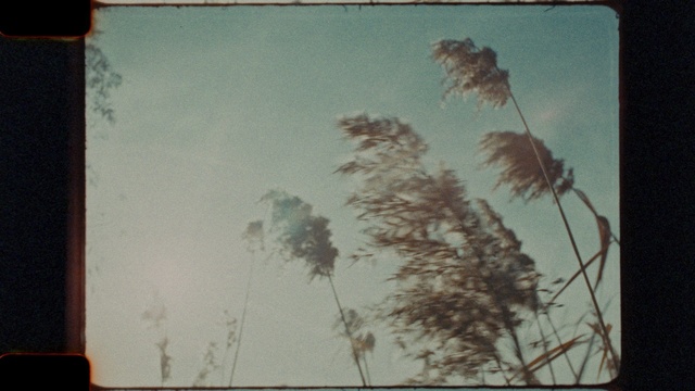 Video Reference: Sky, Leaf, Branch, Rectangle, Street light, Twig, Arecales, Art, Paint, Wood