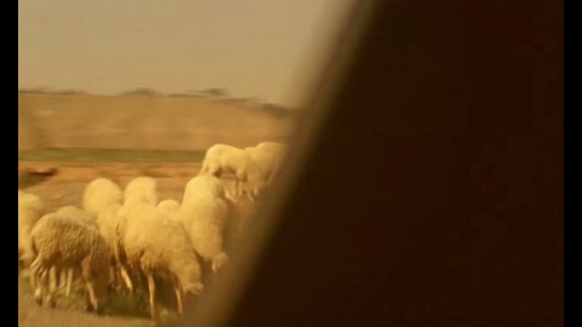Video Reference: Cloud, Working animal, Sheep, Sheep, Art, Livestock, Camelid, Landscape, Snout, Grazing