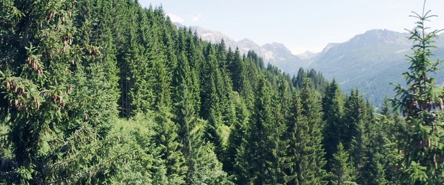 Video Reference: Mountain, Sky, Plant, Natural landscape, Larch, Tree, Cloud, Evergreen, Landscape, Grass