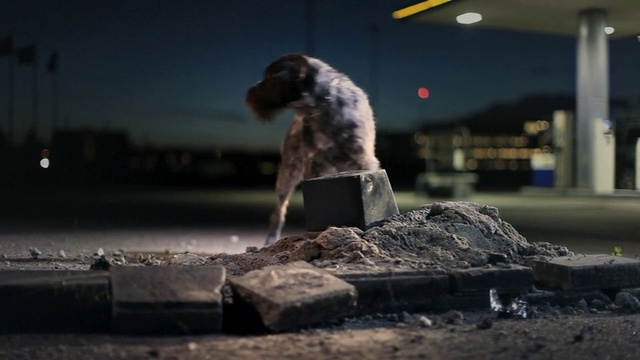 Video Reference: Dog, Carnivore, Sky, Dog breed, Grey, Companion dog, Snout, Tail, Wood, Sporting Group