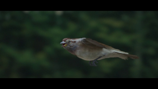 Video Reference: Bird, Beak, Songbird, Feather, Wing, Tail, Finch, Emberizidae, Perching bird, Sparrow
