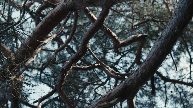 Video Reference: Plant, Twig, Wood, Trunk, Sky, Tree, Tints and shades, Deciduous, Natural landscape, Winter