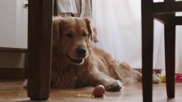Video Reference: Dog, Wood, Carnivore, Whiskers, Floor, Flooring, Hardwood, Companion dog, Snout, Retriever
