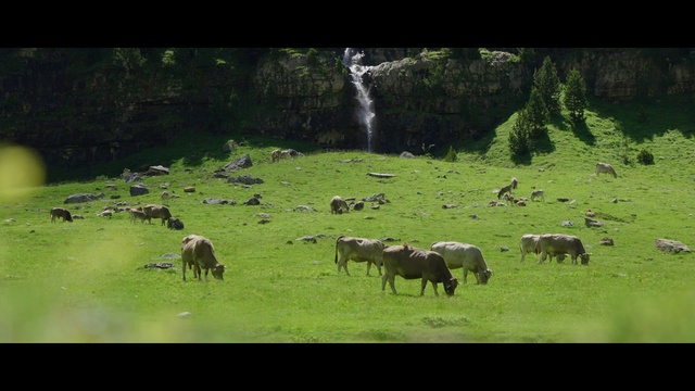 Video Reference: Water, Plant, Natural landscape, Waterfall, Working animal, Grazing, Grass, Animal migration, Grassland, Terrestrial animal