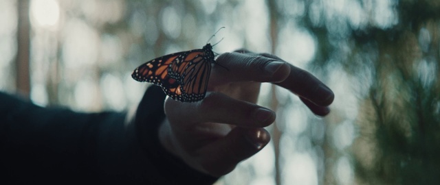 Video Reference: Hand, Butterfly, Pollinator, Insect, Arthropod, Gesture, Moths and butterflies, Finger, Nail, Thumb