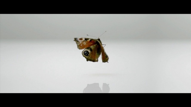 Video Reference: Pollinator, Insect, Arthropod, Butterfly, Moths and butterflies, Art, Teddy bear, Font, Pest, Macro photography