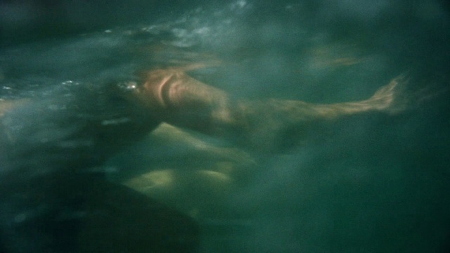 Video Reference: Water, Vertebrate, Fluid, Organism, Underwater, Marine biology, Fin, Electric blue, Marine mammal, Wildlife