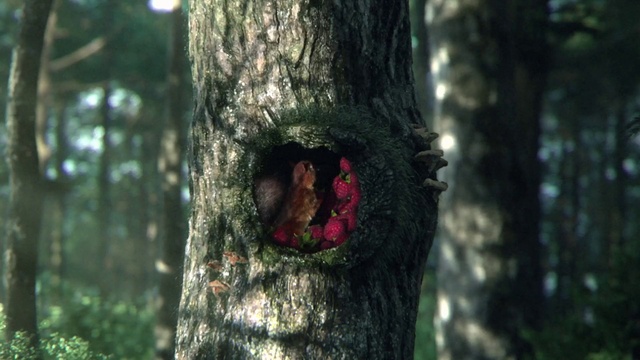Video Reference: Eye, Plant, Wood, Terrestrial plant, Trunk, Tree, Twig, Natural landscape, Grass, Forest