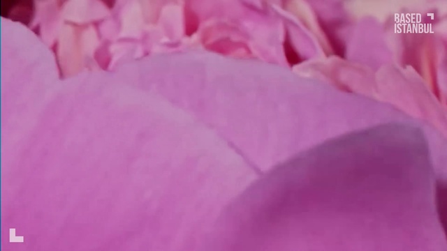 Video Reference: Flower, Plant, Petal, Purple, Pink, Violet, Magenta, Flowering plant, Rose, Annual plant