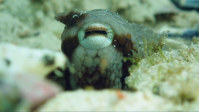 Video Reference: Head, Eye, Underwater, Marine biology, Terrestrial animal, Reptile, Snout, Amphibian, Reef, Close-up