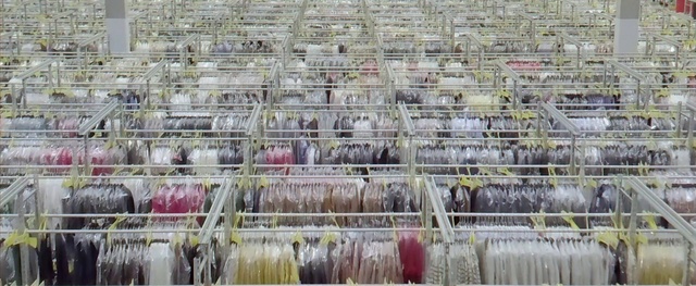 Video Reference: Plant, Pink, Line, Grass, Petal, Cage, Urban design, Metal, Rectangle, Facade