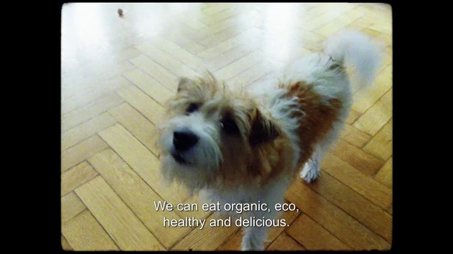 Video Reference: Dog, Dog breed, Carnivore, Companion dog, Toy dog, Wood, Liver, Flooring, Snout, Font
