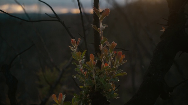 Video Reference: Plant, Twig, Branch, Wood, Terrestrial plant, Grass, Woody plant, Tints and shades, Shrub, Flowering plant