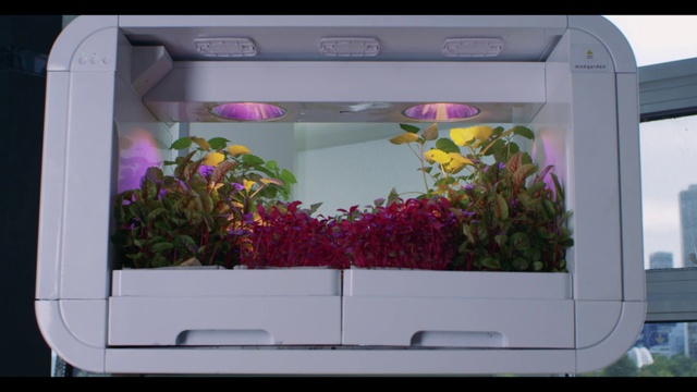 Video Reference: Flower, Plant, White, Purple, Rectangle, Petal, Pink, Automotive exterior, Magenta, Red