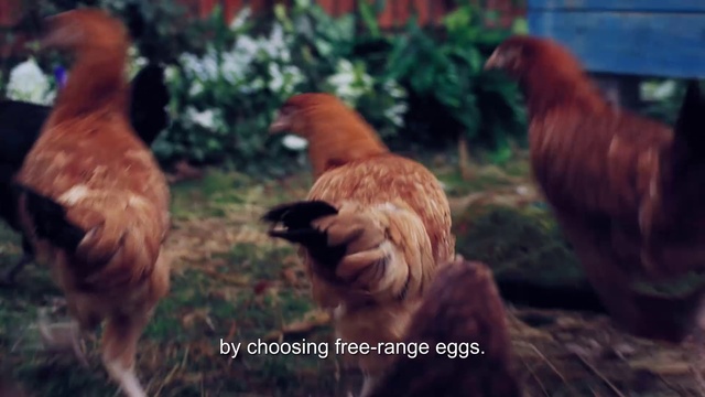 Video Reference: Bird, Plant, Eye, Chicken, Phasianidae, Beak, Comb, Organism, Galliformes, Feather