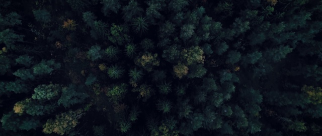 Video Reference: Plant, Flower, Underwater, Terrestrial plant, Marine biology, Grass, Tree, Electric blue, Reef, Groundcover