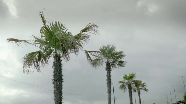 Video Reference: Cloud, Sky, Daytime, Leaf, Botany, Arecales, Terrestrial plant, Vegetation, Trunk, Tree