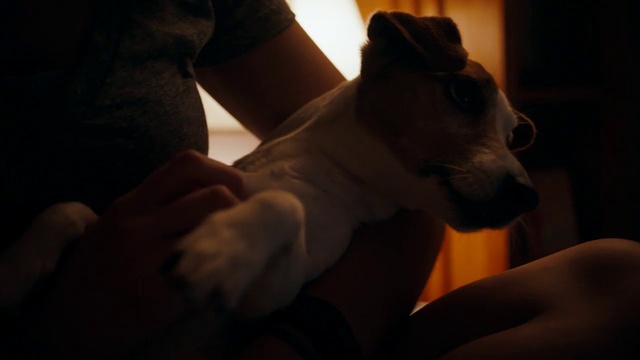 Video Reference: Dog, Ear, Carnivore, Jaw, Dog breed, Sleeve, Gesture, Companion dog, Fawn, Whiskers