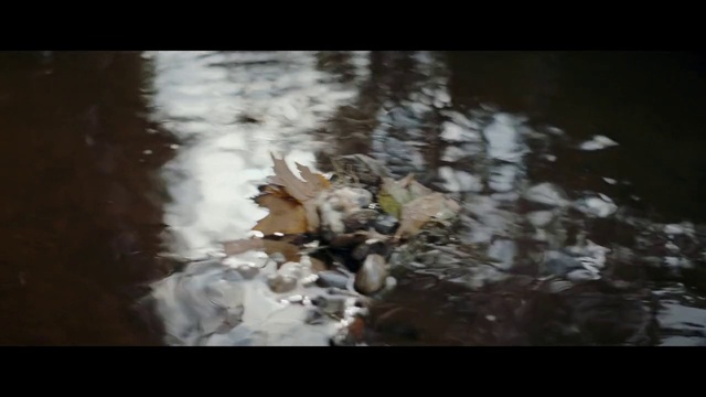 Video Reference: Plant, Flash photography, Twig, Wood, Natural landscape, Petal, Tints and shades, Sky, People in nature, Grass