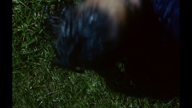 Video Reference: Dog breed, Tints and shades, Grass, Groundcover, Snout, Tail, Terrestrial animal, Fur, Sporting Group, Whiskers