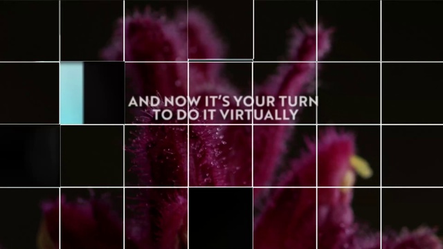 Video Reference: Purple, Rectangle, Organism, Violet, Pink, Terrestrial plant, Font, Line, Magenta, Red