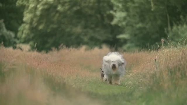 Video Reference: Dog, Carnivore, Dog breed, Plant, Fawn, Companion dog, Terrestrial animal, Grass, Grassland, Meadow