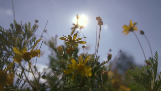 Video Reference: Flower, Sky, Plant, Petal, Natural landscape, Sunlight, Morning, Herbaceous plant, Grass, Meadow