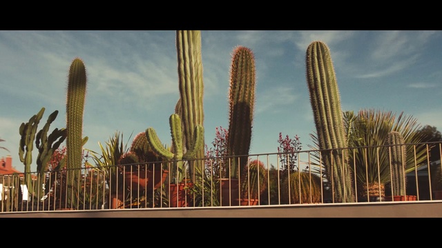 Video Reference: Sky, Cloud, Plant, Terrestrial plant, Vegetation, Arecales, Tree, Natural landscape, Grass, Landscape