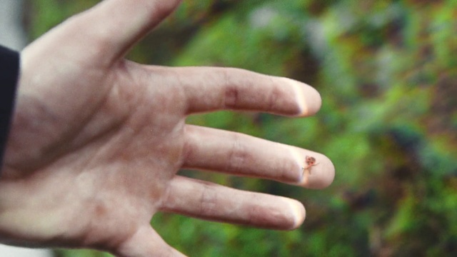 Video Reference: Hand, Plant, People in nature, Gesture, Finger, Thumb, Nail, Grass, Terrestrial plant, Wrist