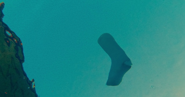 Video Reference: Water, Underwater, Liquid, Marine biology, Fin, Electric blue, Fish, Font, Recreation, Ocean
