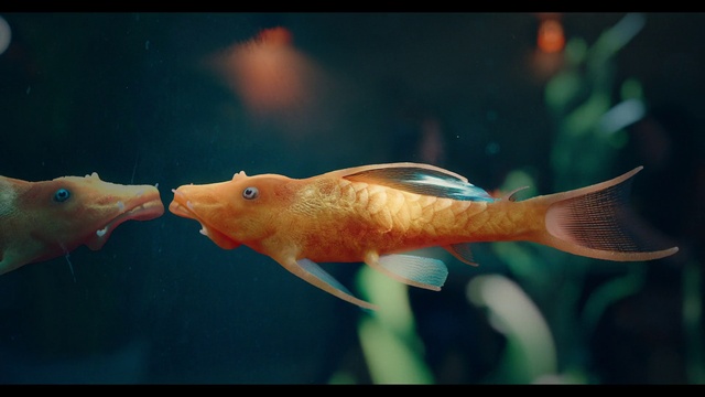 Video Reference: Water, Fin, Underwater, Fish, Marine biology, Liquid, Tail, Electric blue, Aquarium, Ray-finned fish