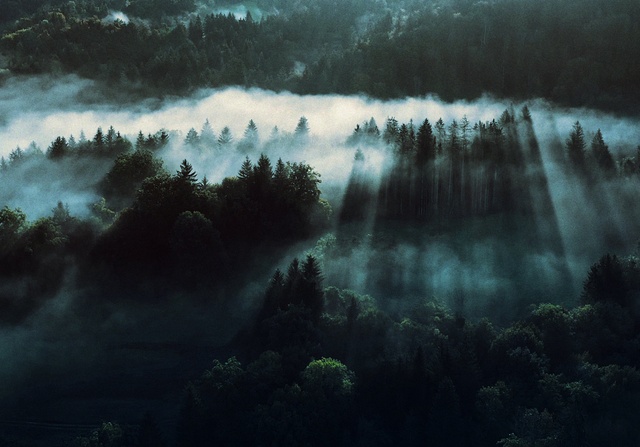 Video Reference: Cloud, Atmosphere, Plant, Water, Natural landscape, Natural environment, Branch, Fog, Sunlight, Body of water