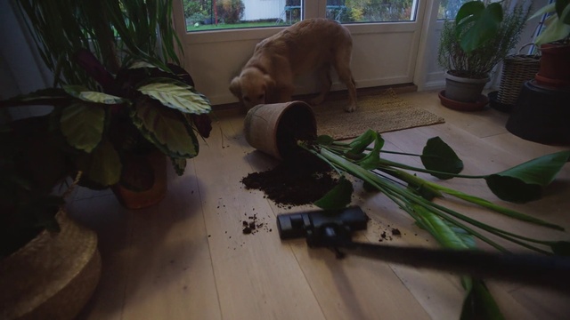 Video Reference: Plant, Houseplant, Wood, Flowerpot, Flooring, Grass, Floor, Carnivore, Window, Fawn