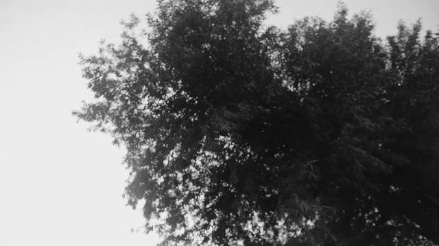 Video Reference: Sky, Twig, Grey, Natural landscape, Tree, Grass, Tints and shades, Forest, Trunk, Landscape