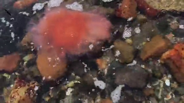 Video Reference: Fluid, Underwater, Marine invertebrates, Marine biology, Coral, Reef, Coral reef, Stony coral, Cnidaria, Fish