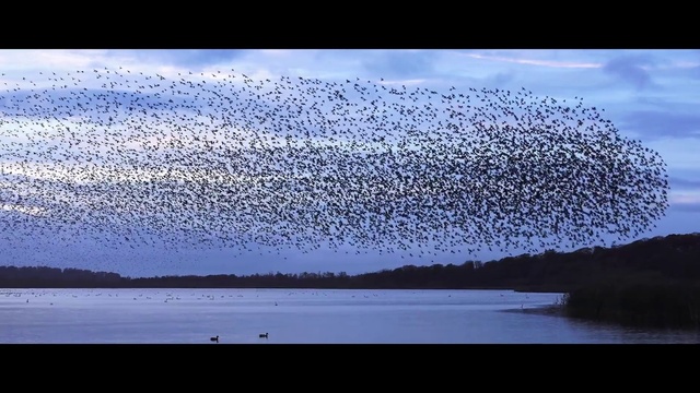 Video Reference: Bird, Water, Sky, Vertebrate, Cloud, Nature, Black, Natural landscape, Morning, Animal migration