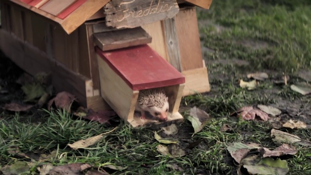 Video Reference: Plant, Cat, Leaf, Wood, Grass, Pet supply, Fawn, Birdhouse, Small to medium-sized cats, Felidae