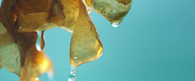 Video Reference: Water, Liquid, Vertebrate, Fluid, Organism, Plant, Petal, Twig, Drop, Wildlife