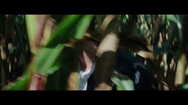 Video Reference: Plant, Terrestrial plant, Tree, Grass, Petal, Flowering plant, Darkness, Font, Macro photography, Jungle