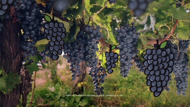 Video Reference: Food, Plant, Fruit, Vine, Seedless fruit, Natural foods, Grape, Grape leaves, Agriculture, Berry