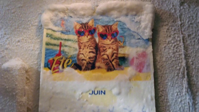 Video Reference: Cat, Felidae, Carnivore, Textile, Orange, Small to medium-sized cats, Whiskers, Art, Paint, Font