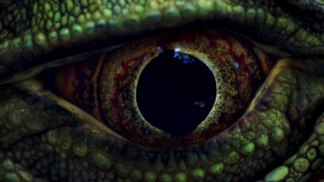 Video Reference: Eye, Green, Mouth, Botany, Snake, Scaled reptile, Iris, Organism, Reptile, Terrestrial animal