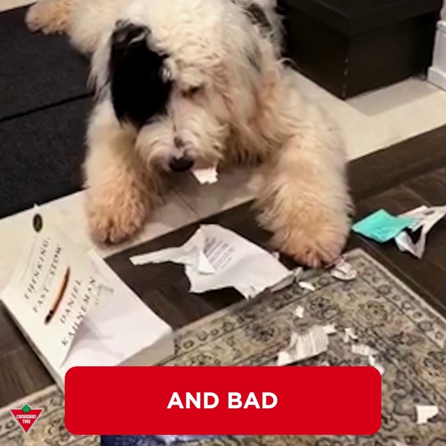 Video Reference: Dog, Dog breed, Carnivore, Water dog, Companion dog, Flooring, Toy dog, Sporting Group, Terrier, Rectangle