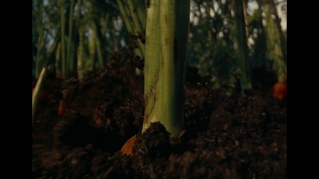 Video Reference: Wood, Terrestrial plant, Natural landscape, Trunk, Tree, Grass, Twig, Tints and shades, Plant, Landscape