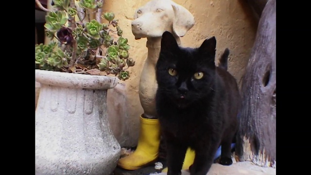 Video Reference: Plant, Cat, Felidae, Flowerpot, Carnivore, Small to medium-sized cats, Grey, Houseplant, Whiskers, Fawn