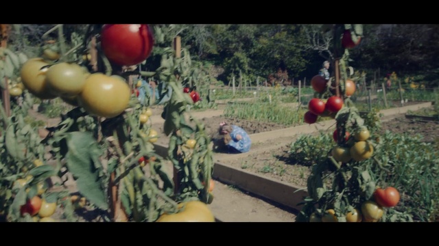 Video Reference: Food, Plant, Fruit, Leaf, Natural foods, Tree, Grass, Adaptation, Morning, Flowering plant